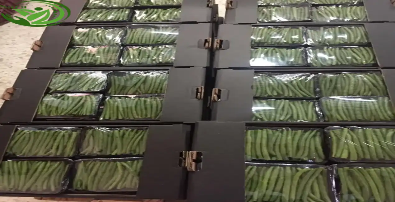 BUY FRESH GREEN BEANS Egypt Supplier